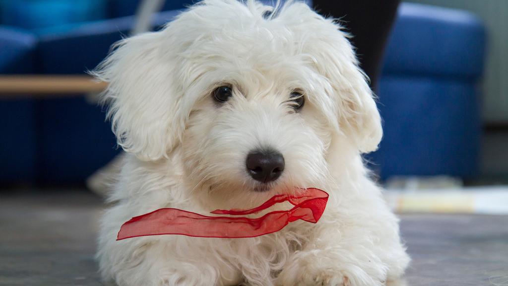 Coton de Tulear