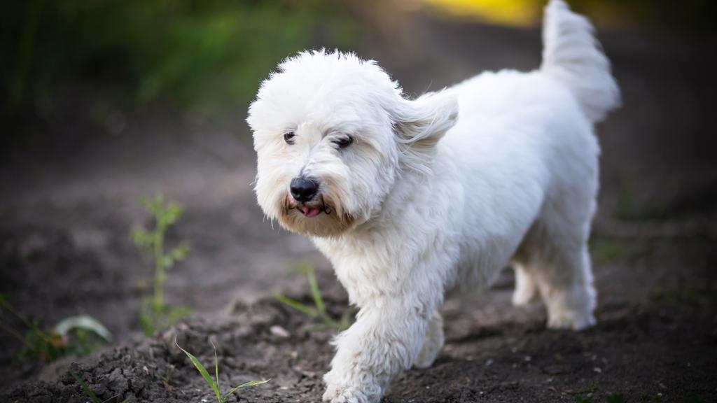 Basic Information icon