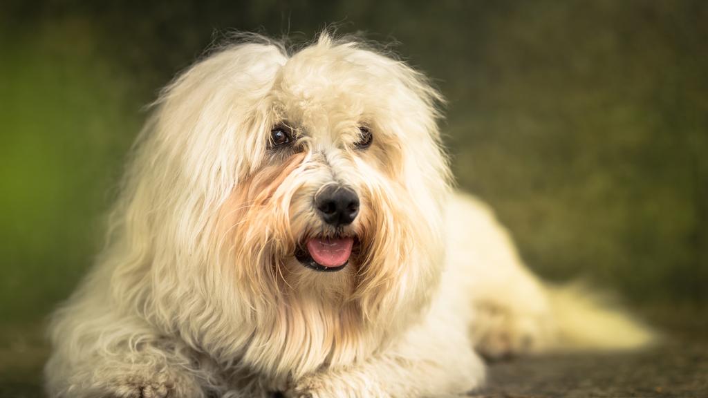 Coton de Tulear
