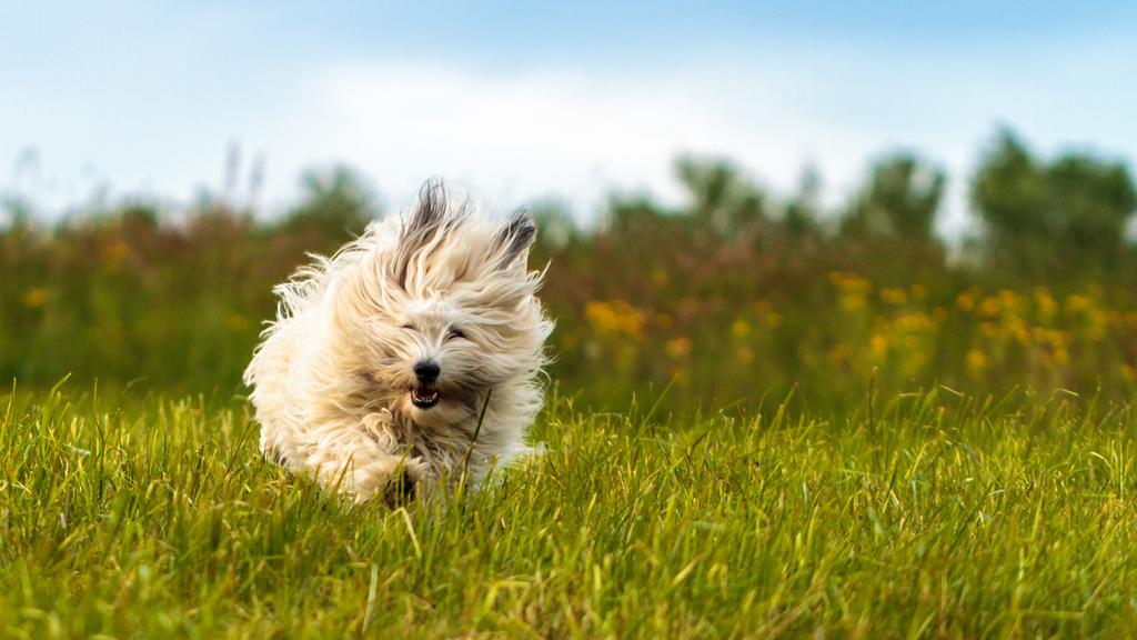 Suitability for First-Time vs. Experienced Owners icon