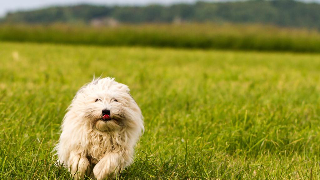 Living Environment Adaptability icon