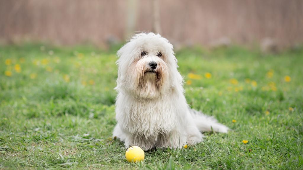 Coton de Tulear