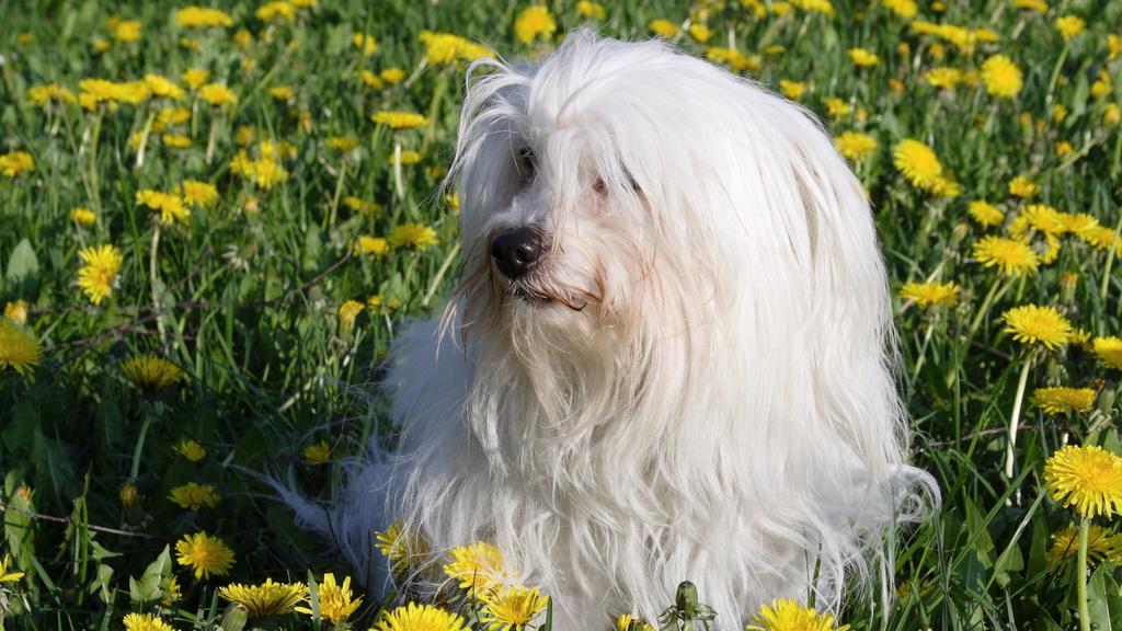 Suitability for First-Time vs. Experienced Owners icon