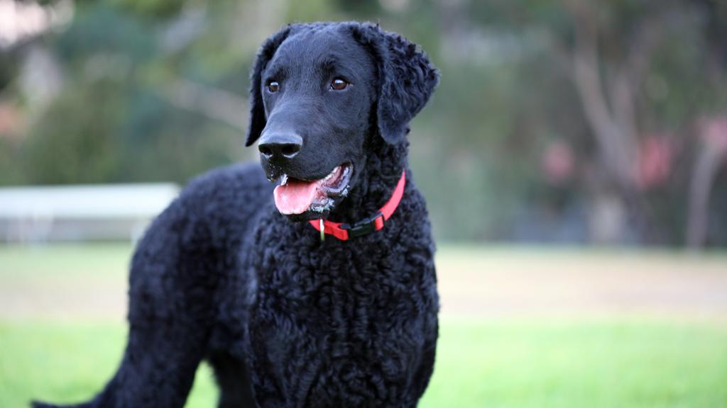 Curly-Coated Retriever