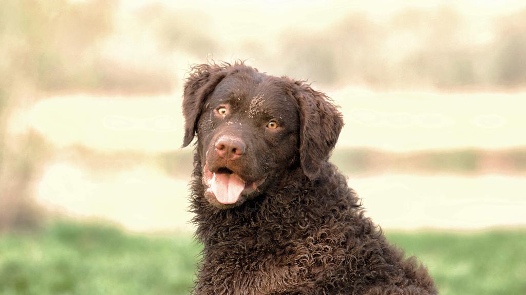 Curly-Coated Retriever