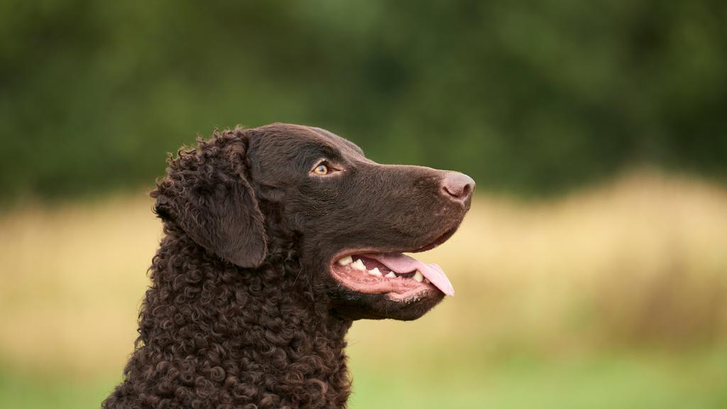 Curly-Coated Retriever