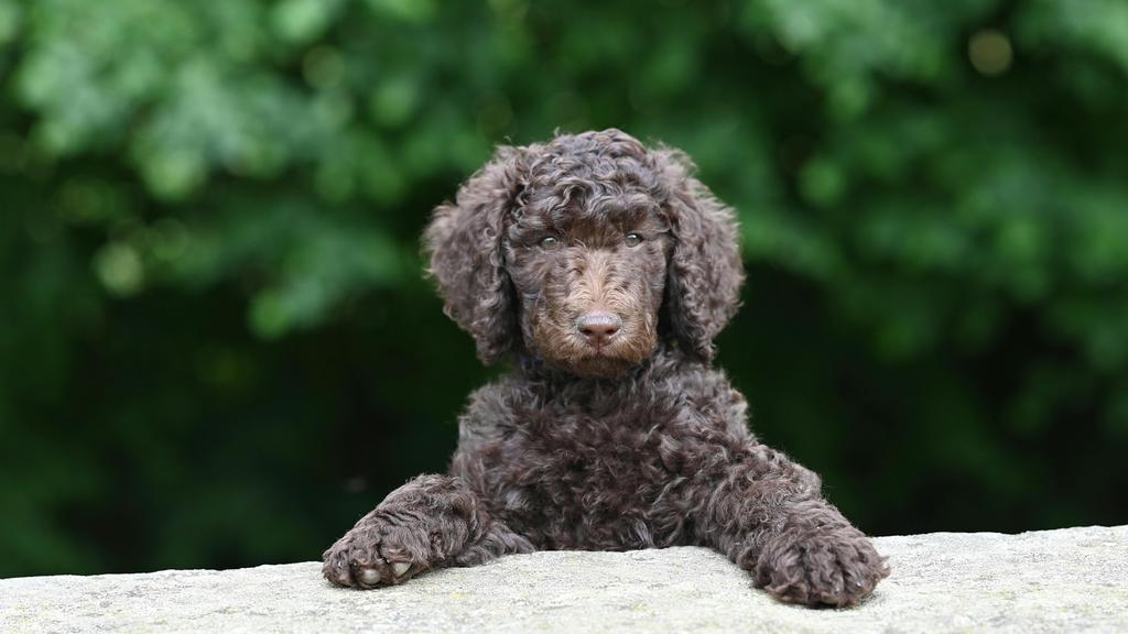 Curly-Coated Retriever