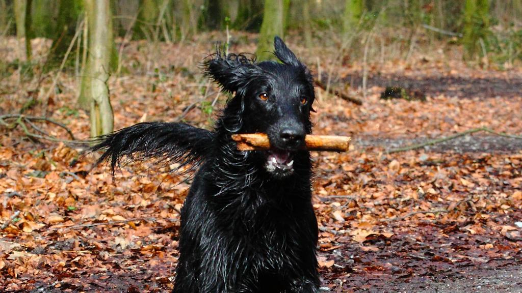 Curly-Coated Retriever