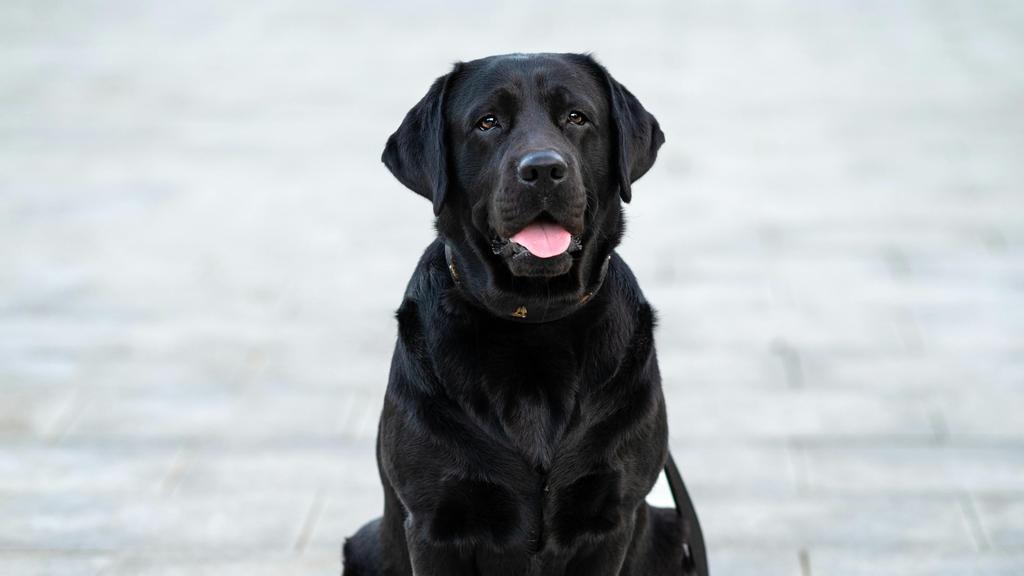 Curly-Coated Retriever
