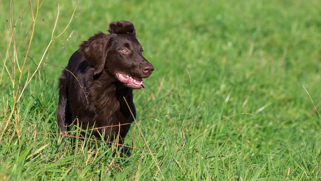 Temperament & Behavior icon