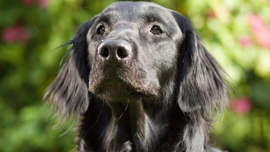 Curly-Coated Retriever