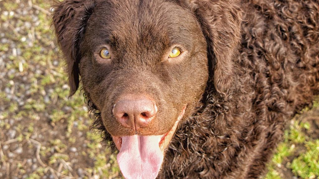 Curly-Coated Retriever