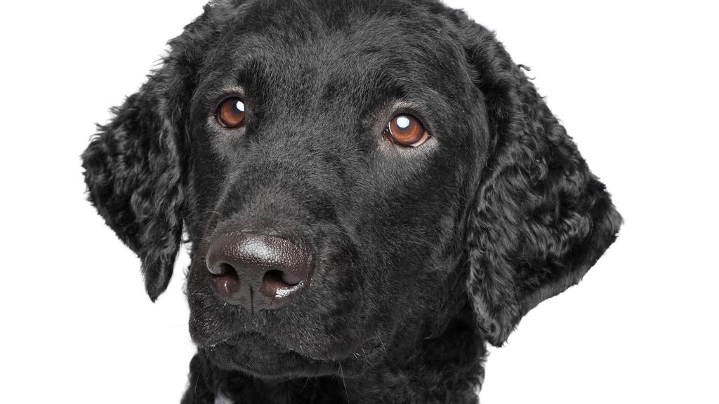 Curly-Coated Retriever