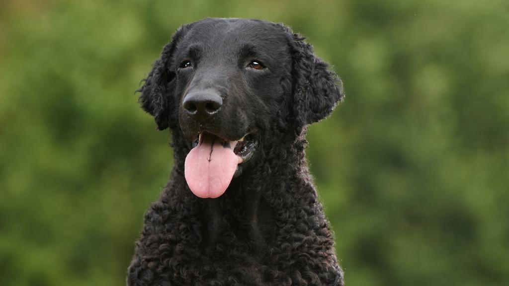 Exercise & Activity Needs icon