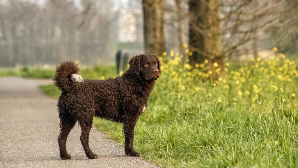 Grooming & Health icon