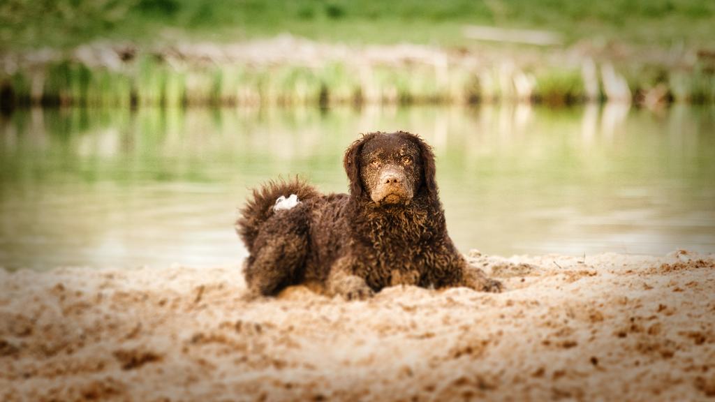 Curly-Coated Retriever