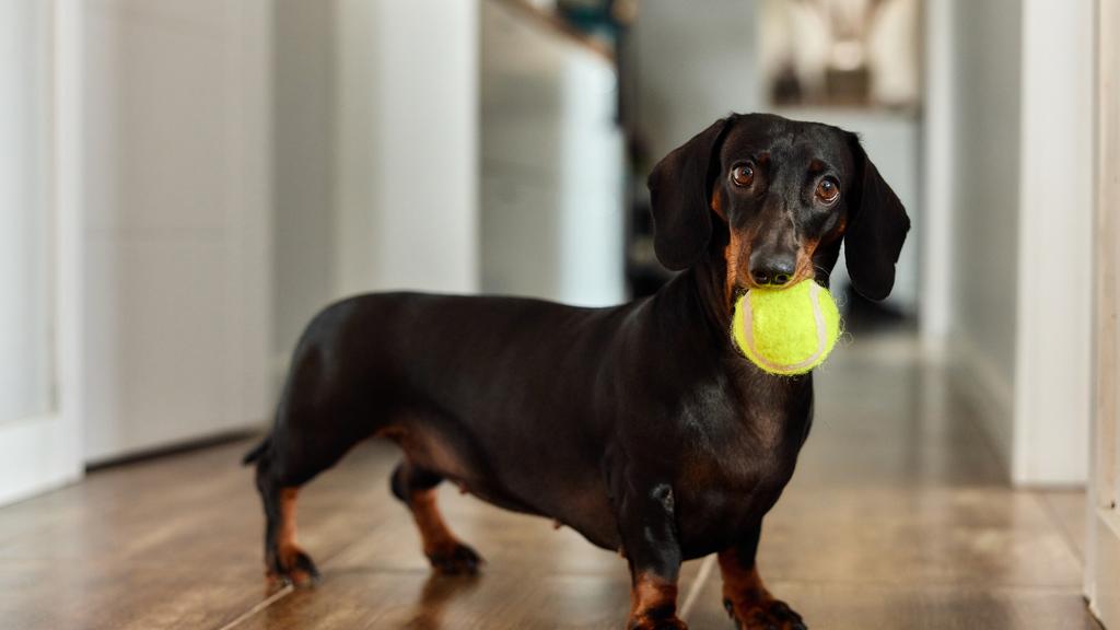 Dachshund