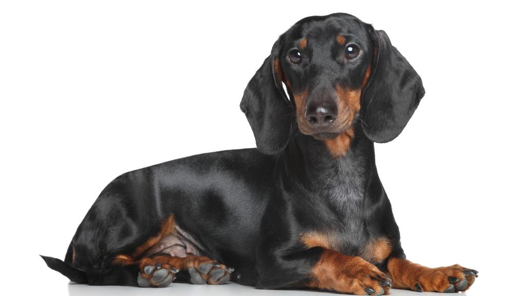 Dachshund
