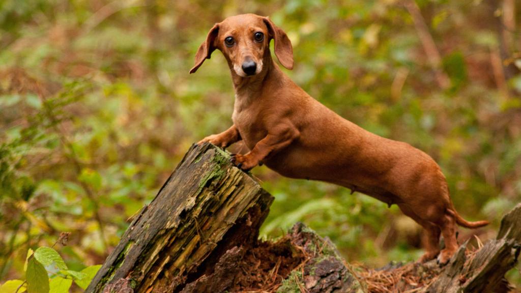 Temperament & Behavior icon