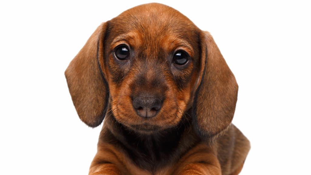Dachshund