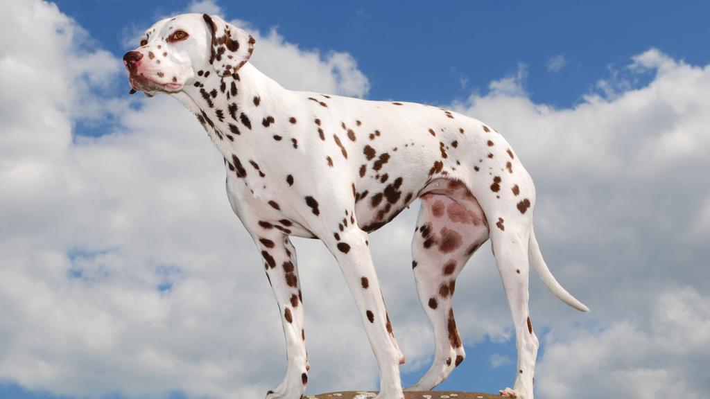 Dalmatian