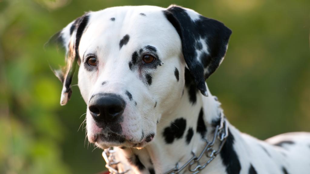 Dalmatian
