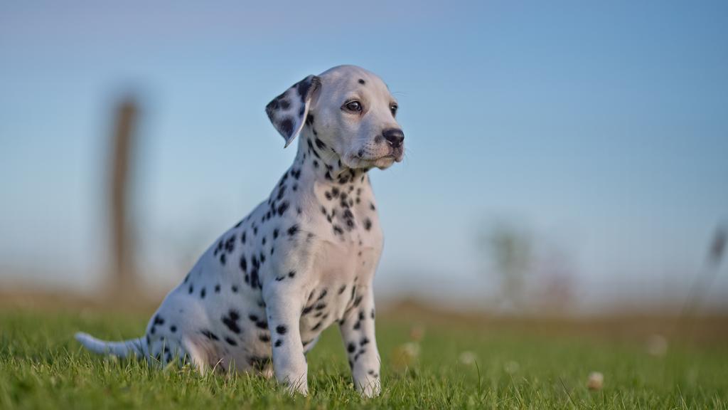 Dalmatian