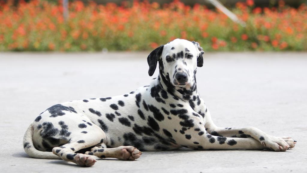 Dalmatian