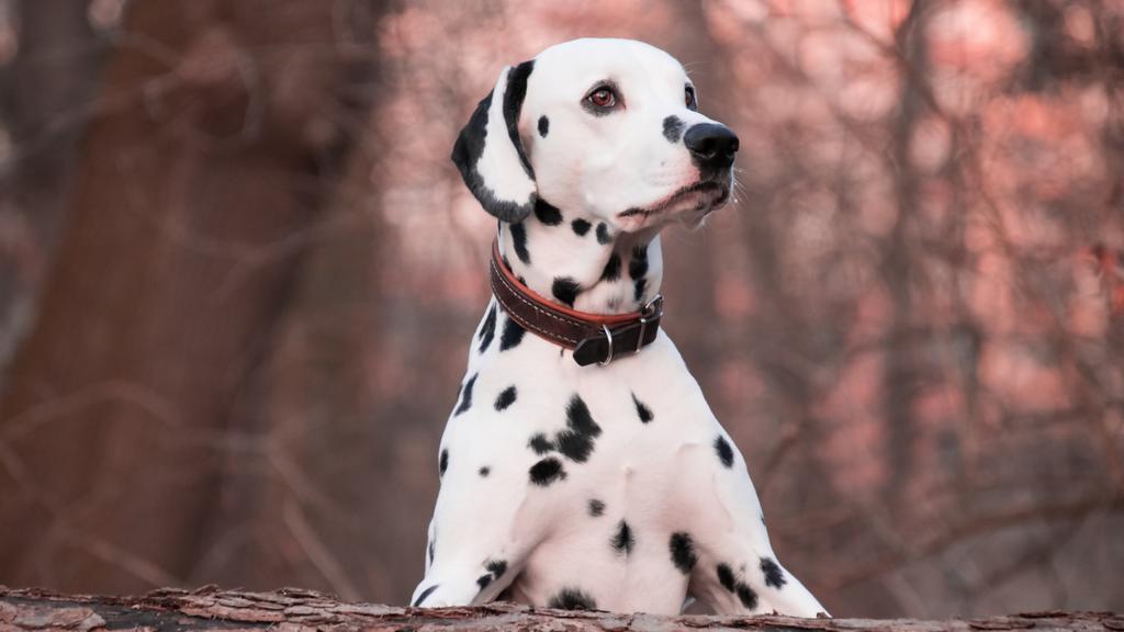 Living Environment Adaptability icon