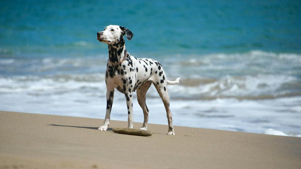 Dalmatian