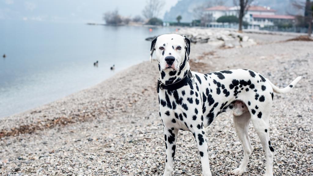 Dalmatian