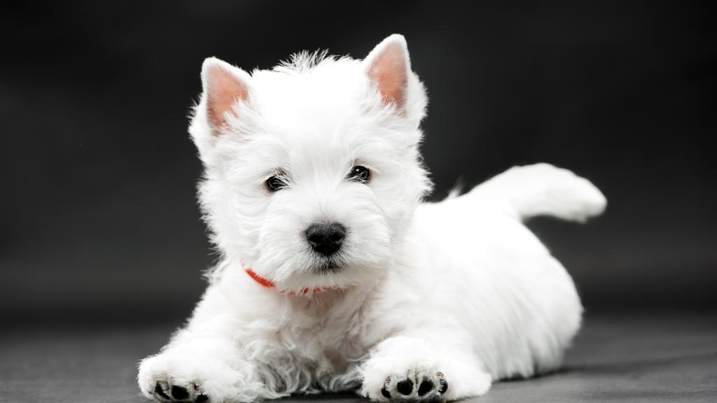 Dandie Dinmont Terrier
