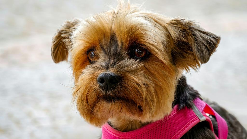 Dandie Dinmont Terrier