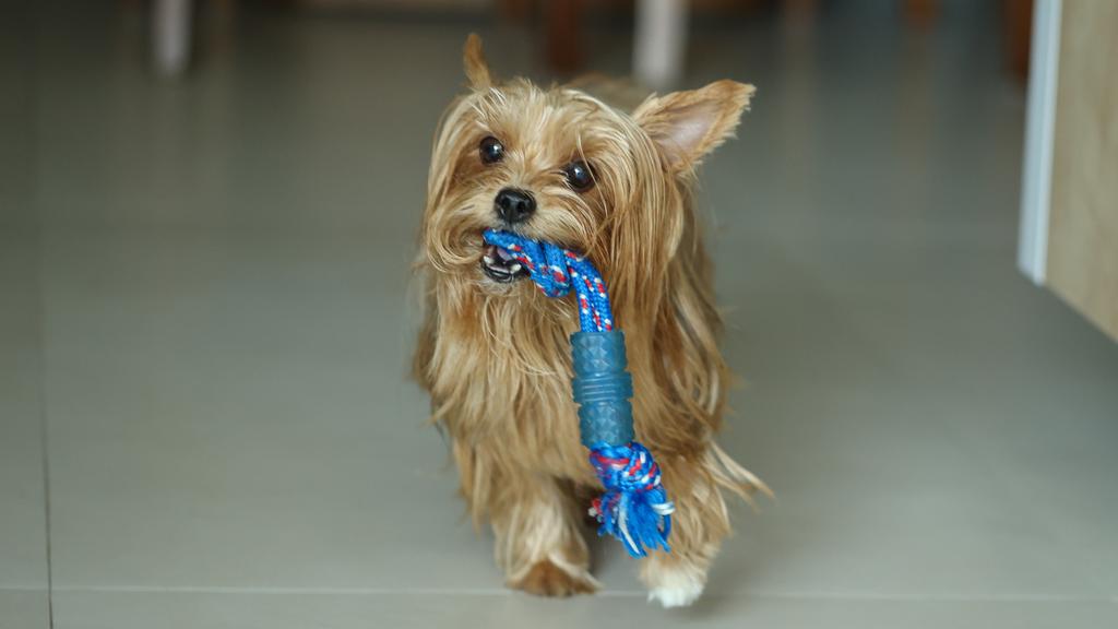Dandie Dinmont Terrier