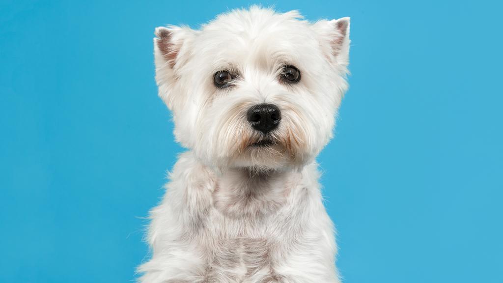 Dandie Dinmont Terrier