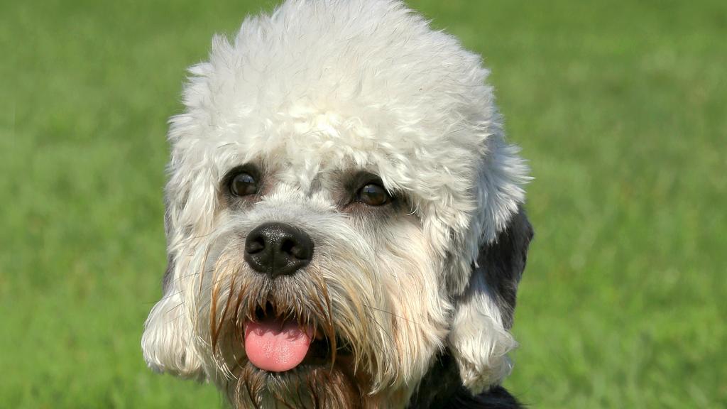 Dandie Dinmont Terrier