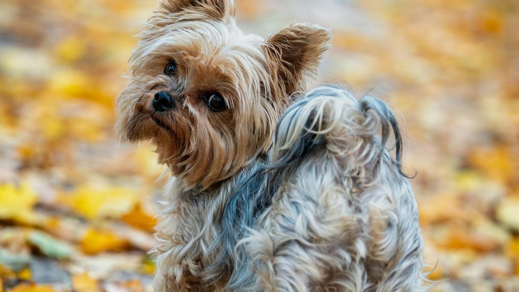 Suitability for First-Time vs. Experienced Owners icon