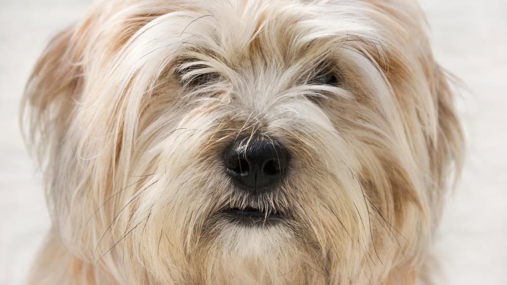 Adoption vs. Breeder Considerations icon