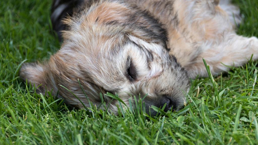 Grooming & Health icon