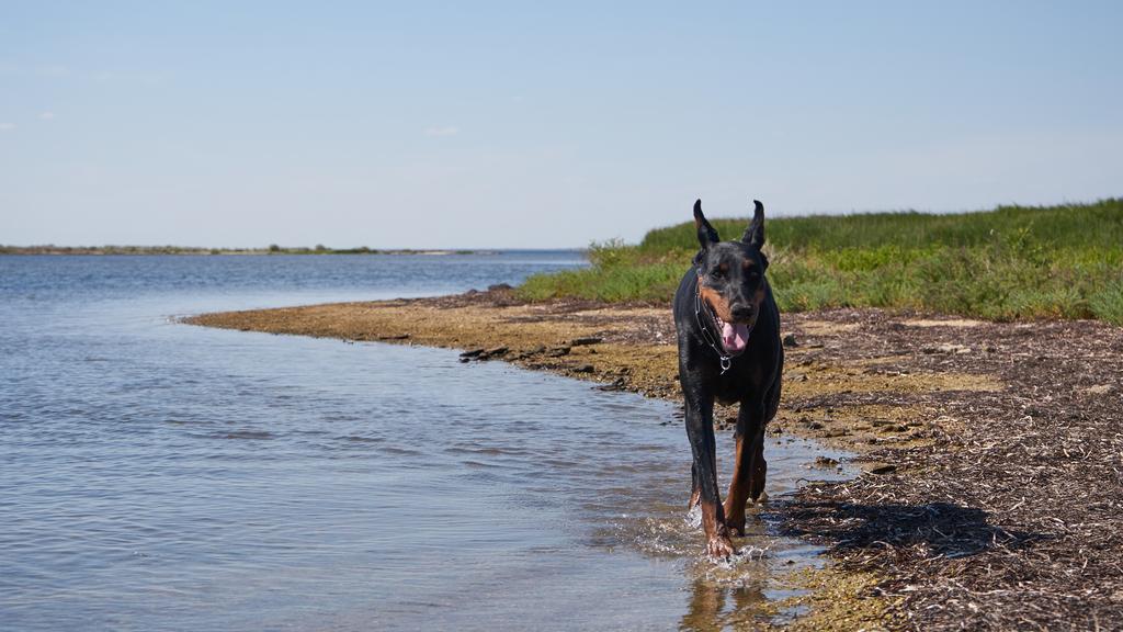 Doberman Pinscher