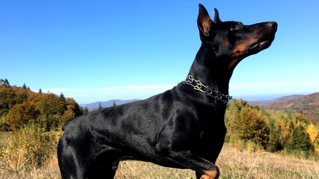 Doberman Pinscher