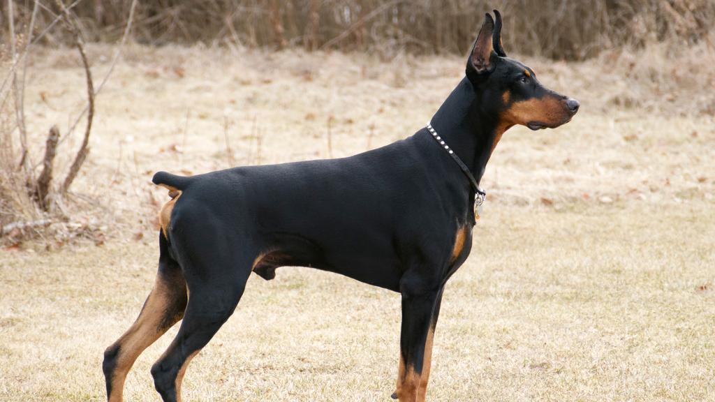 Doberman Pinscher