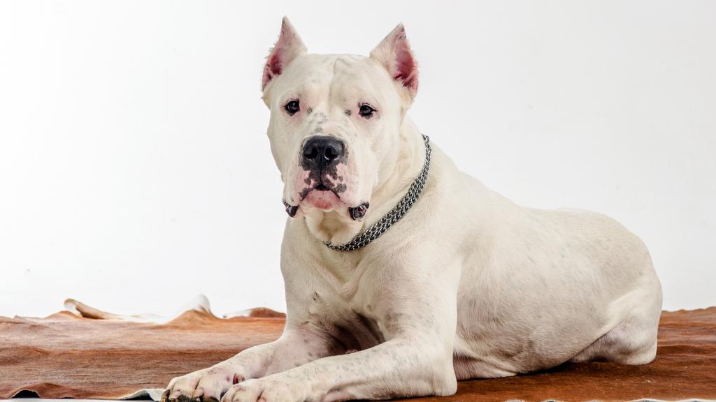 Grooming & Health icon