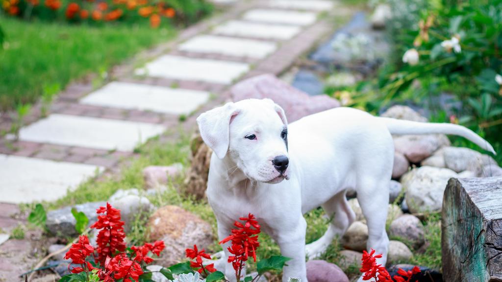 Dogo Argentino