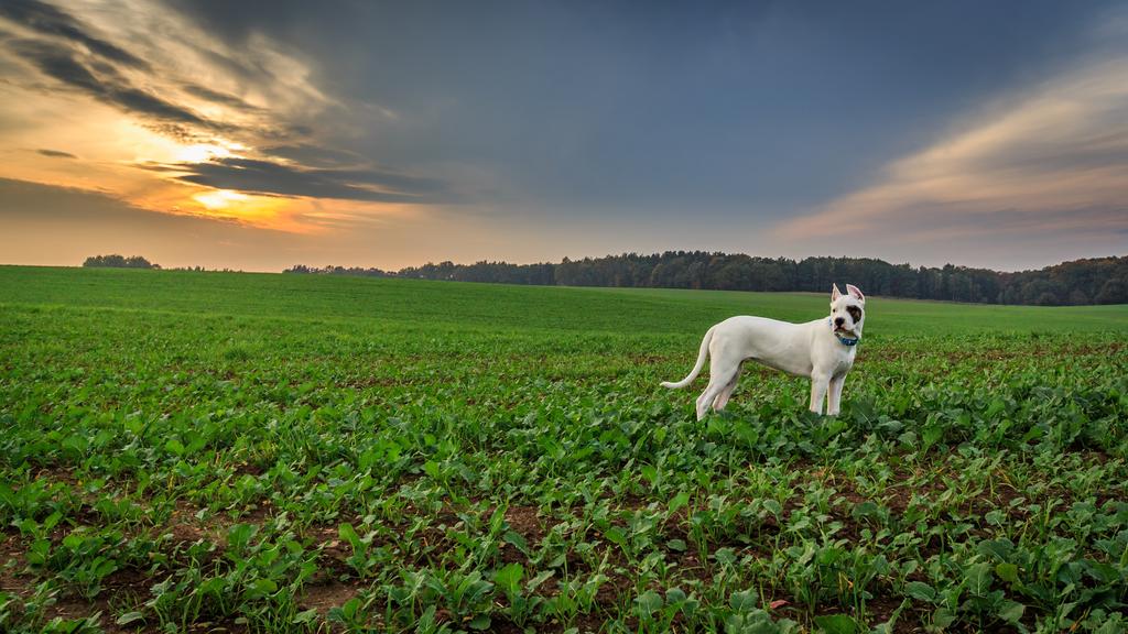 Dogo Argentino