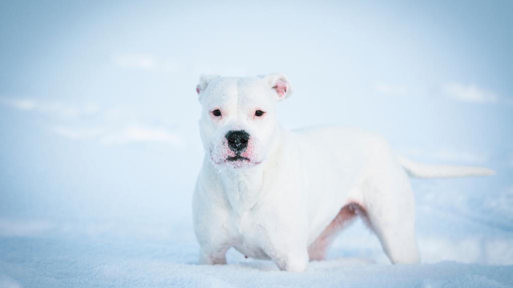 Dogo Argentino