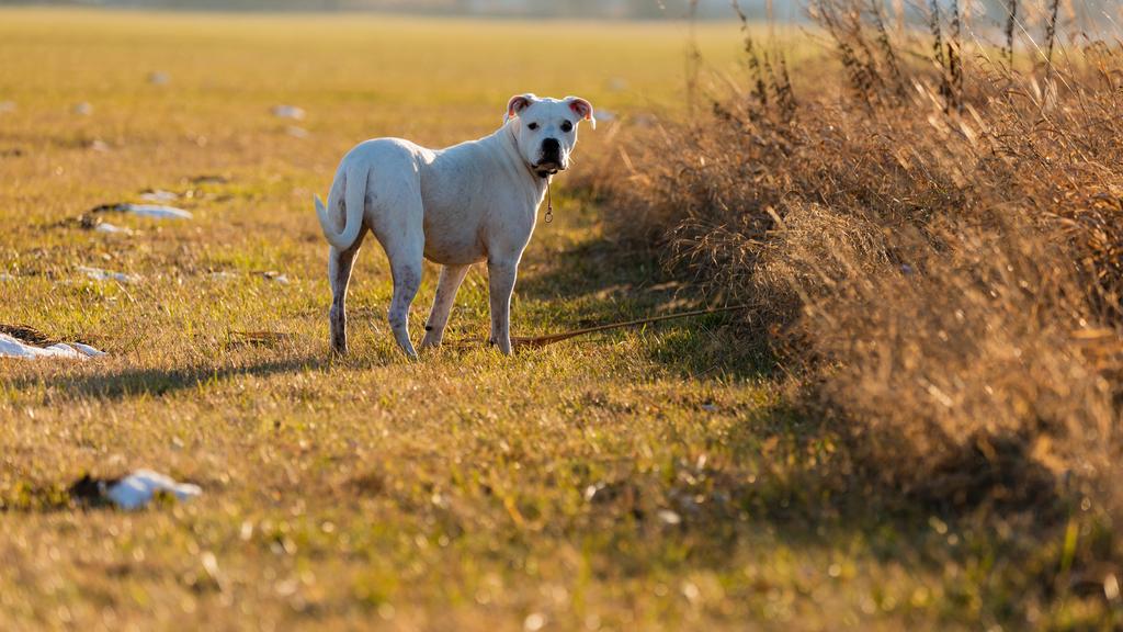 Dogo Argentino