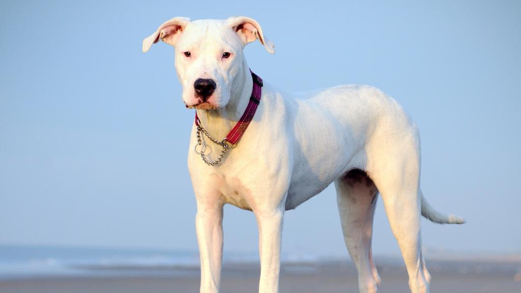 Dogo Argentino