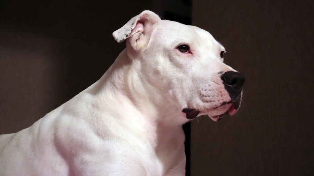 Dogo Argentino