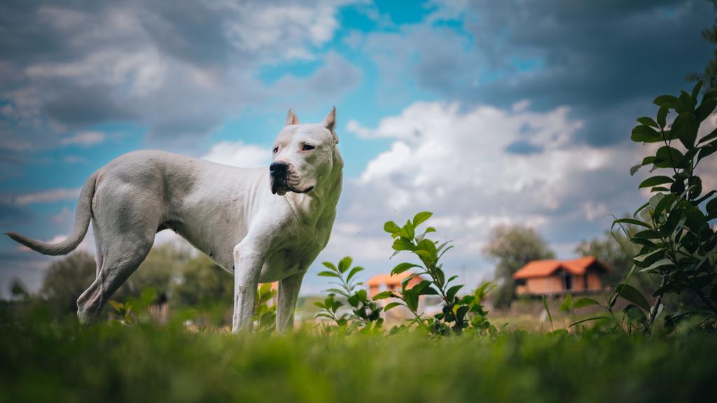 Dogo Argentino